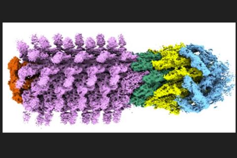 flagellum1