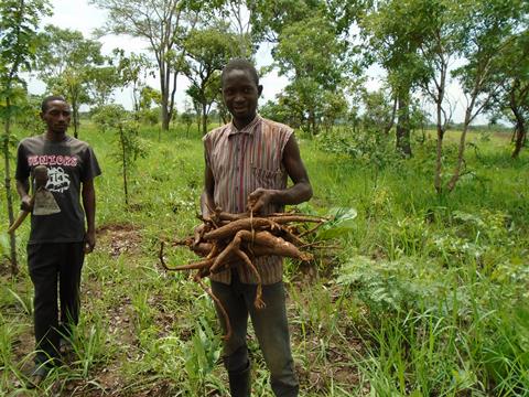 Munkoyo roots_Mubonda Kalumbilo