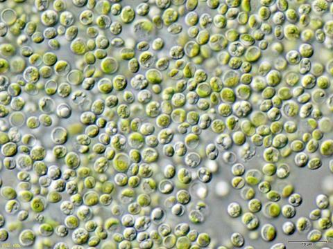 Chlorella_vulgaris_NIES2170