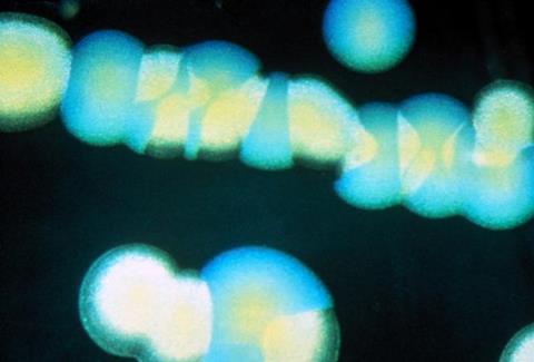 Low-Res_Guy_Bezard_BRUCELLA ABORTUS_correc