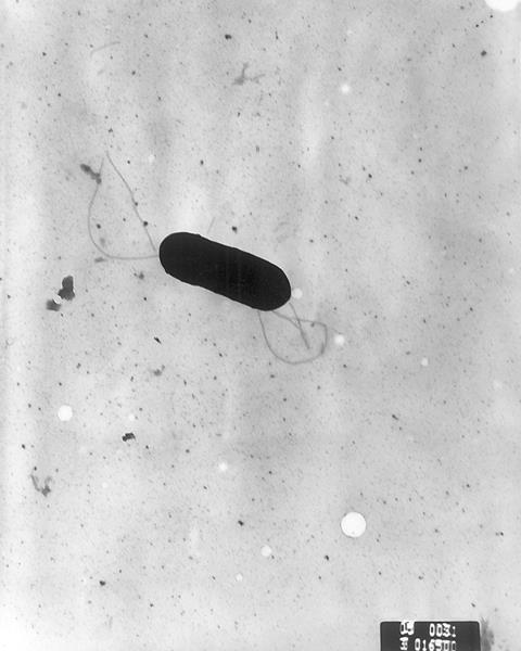 Listeria_monocytogenes_PHIL_2287_lores