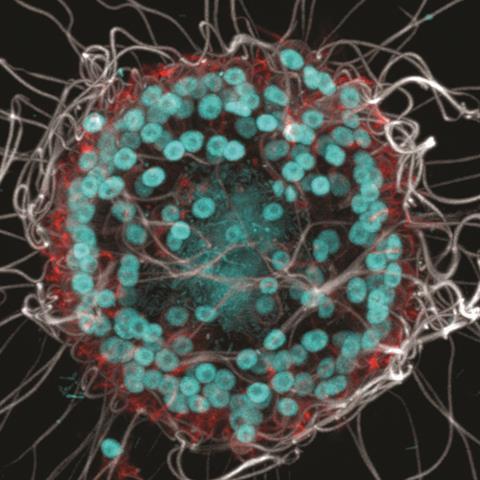 Low-Res_B_monosierra_DNA stain-2 copy