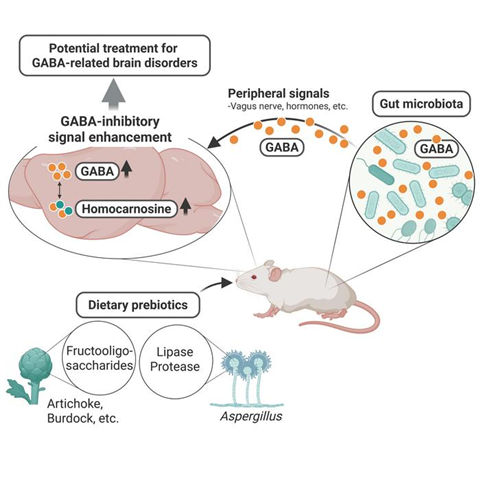 Low-Res_A Potential Therapeutic Approach for GABA-Related Brain Disorders