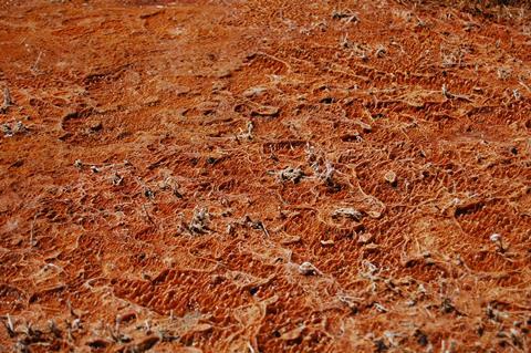 Thermophilic_bacteria