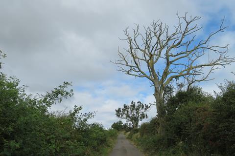 Ash_Dieback_-_geograph.org.uk_-_7586620