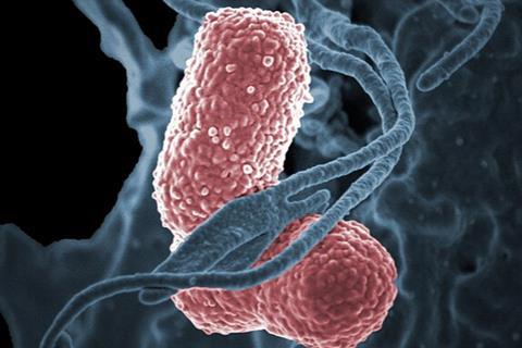 Klebsiella_pneumoniae_Bacteria_(13743456084)