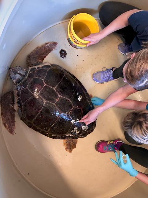 Sampling of the carapace of loggerhead sea turtle Merry Fisher by Aquarium Pula biologist Karin Gobić-Medica and TurtleBIOME principal investigator Sunčica Bosak, PhD.