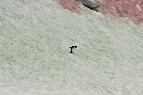 Red-green_snow