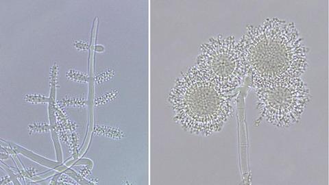 Low-Res_microscopic photo