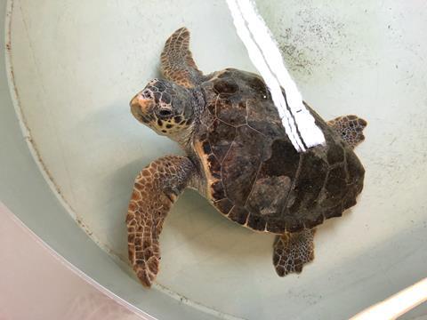 Loggerhead sea turtle Zoki in the Sea Turtle Rescue Center of Aquarium Pula (Croatia).