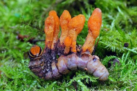 Low-Res_CaterpillarCordyceps