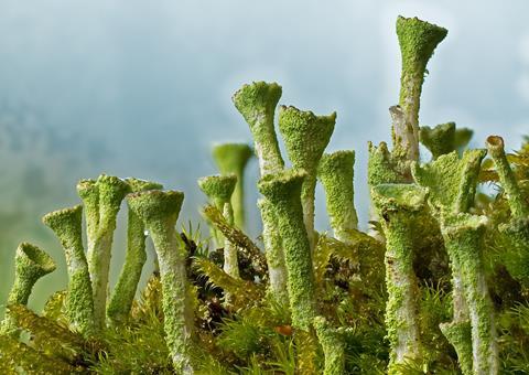 trumpet-lichen-4857279_1280