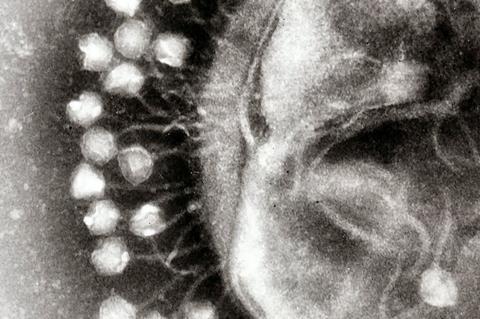 1024px-Phage