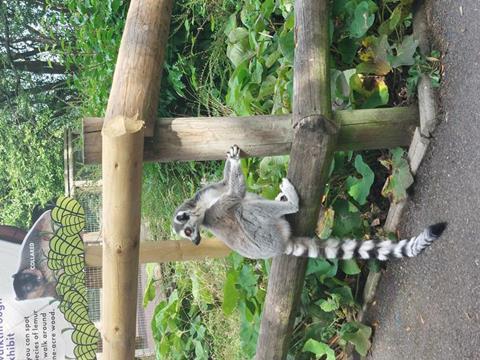 Low-Res_Lemur