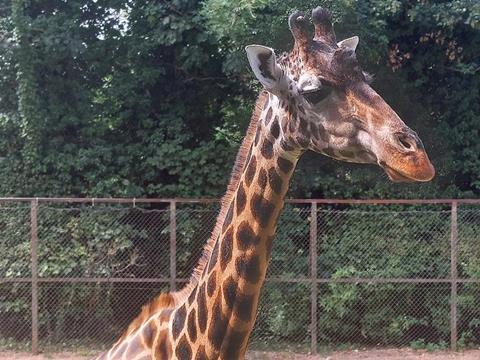 Low-Res_giraffe