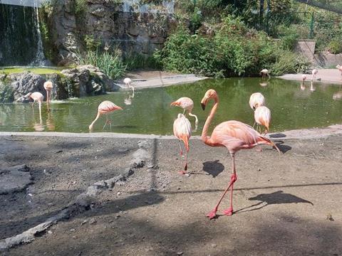 Low-Res_Flamingos