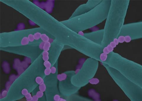 Low-Res_26_03_Ef adhering to Ca