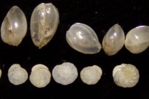 Low-Res_tinybeautifulshells