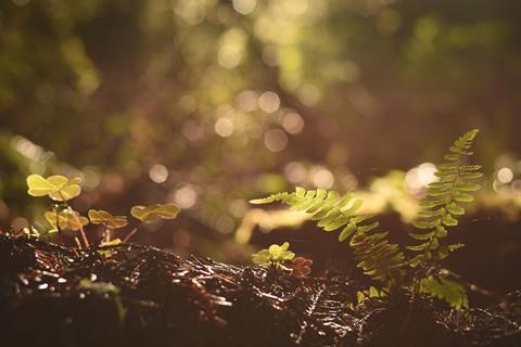 fern-2572054_1280
