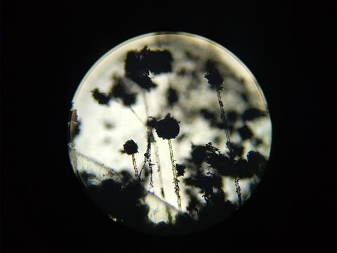 Aspergillus_34156175