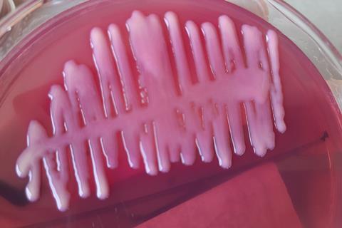 <i>Klebsiella pneumoniae</i> on MacConkey medium