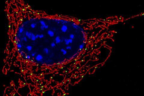 Fluorescent_Mitochondria