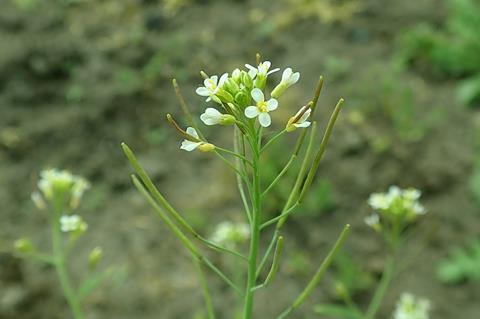 800px-Arabidopsis_thaliana_2019-04-27_2242