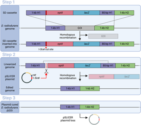 Low-Res_bdr.0009.fig.002.jpg