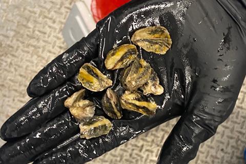 oysters_recieved_for_exp