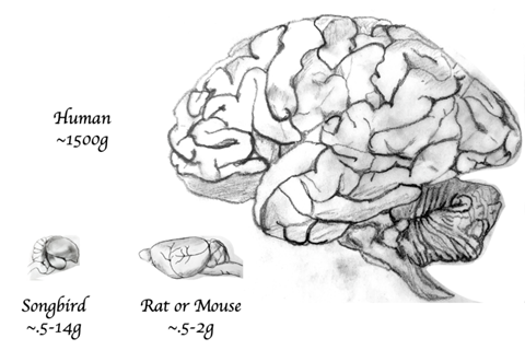 Brain_size_comparison_between_bird,_rodent,_and_human_with_relative_scale_width_lines