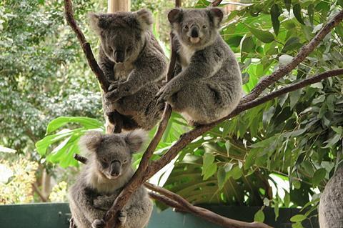 Koala_park_sanctuary,_Sydney,_Australia_(43539305)