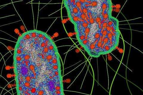 Bacteriophage_T4_Infection