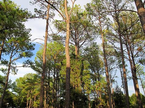 Pinus_taeda_Bastrop1