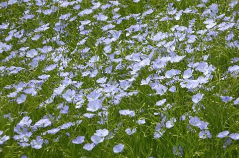 Flower_of_linseed_oil_crop_-_geograph.org.uk_-_4961122