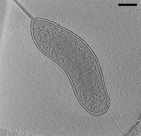 Slice_from_electron_cryotomogram_of_Bdellovibrio_bacteriovorus_cell