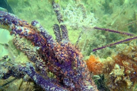 Low-Res_Caribbean coral species.jpg