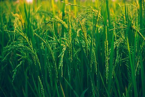 pexels-ashutoshsonwani-1509607