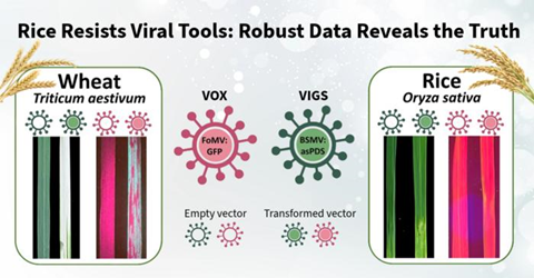 Low-Res_Graphic showing the effects of viral tools on wheat vs rice