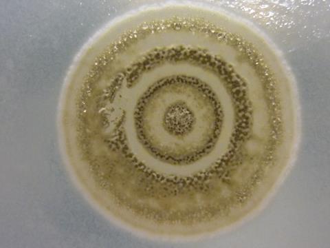 s-myrophorea