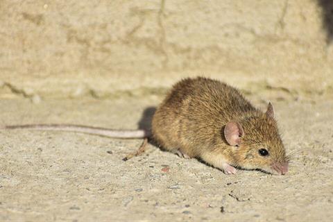 Mus_musculus_2254