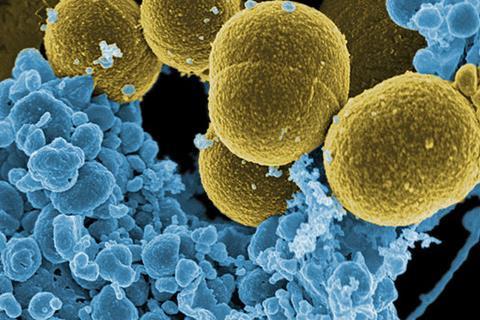 576px-Staphylococcus_aureus_bacteria_escape