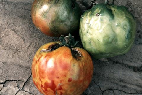 Tomatoes with blotching patterns