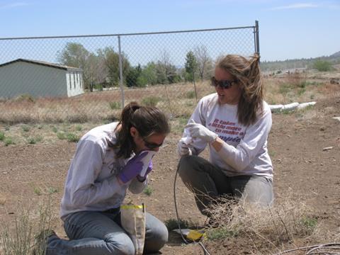 Collecting potentially infected fleas in Arizona from prairie dog burrows.