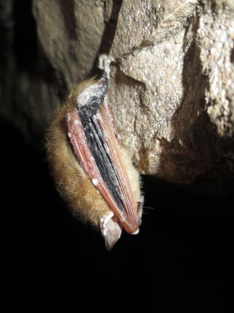 Tri-colored bat (Perimyotis subflavus) covered in the fungus that causes White-Nose Syndrome. Genomic analyses are uncovering the origins and dispersal of the pathogenic fungus, Pseudogymnoascus destructans.