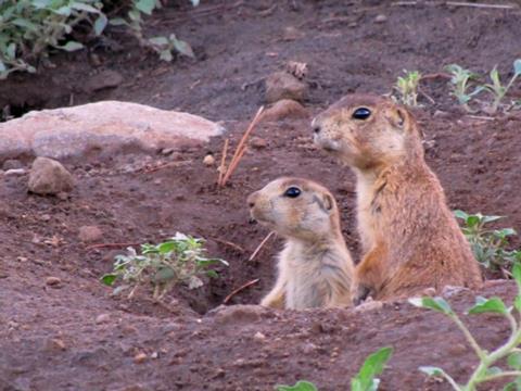 Plague is a bacterial disease carried by rodents. Genomic epidemiology on the bacterium <i>Yersinia pestis</i> can be used to track the spread of the pathogen.