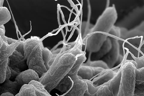 E-coli_(Escherichia_coli)