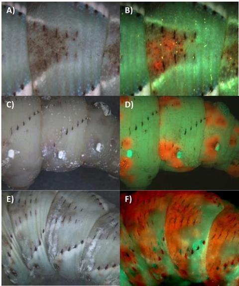 Low-Res_Figure11 (1)
