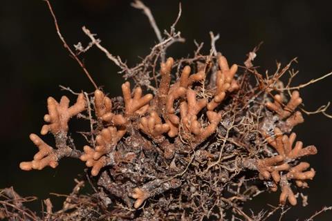 Low-Res_Swartzia polyphylla DCardoso4712 (3)