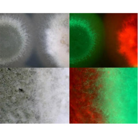 Low-Res_Figure 1 (2)