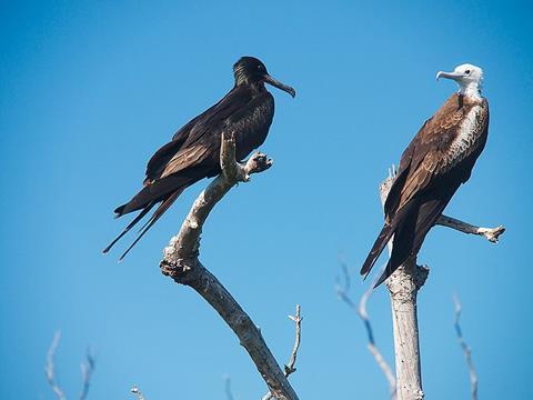 Magnificent_Frigatebirds._He_and_she_(7126106881)